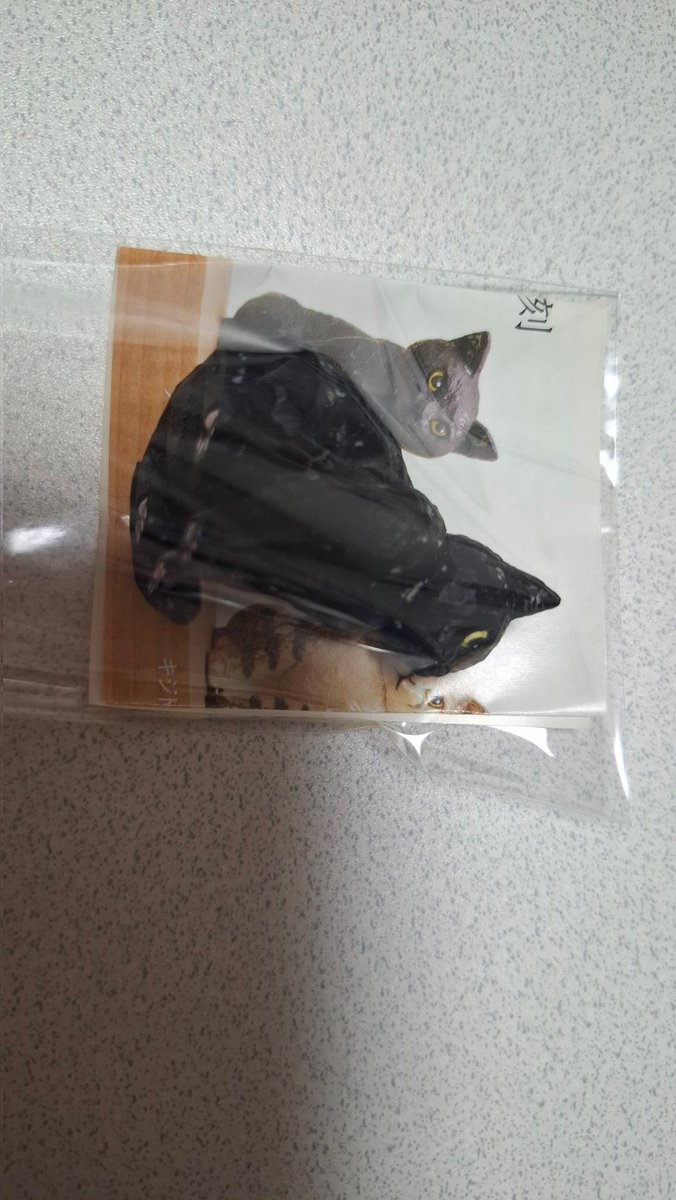shimutsuki's tweet photo. はしもとみお
猫の彫刻
譲・クロ×2、ハチワレ×1
※クロひとつは開封済み
 求・定価500円+送料

検索からでもお気軽にお声掛けください。 https://t.co/FHrlMwBTZu