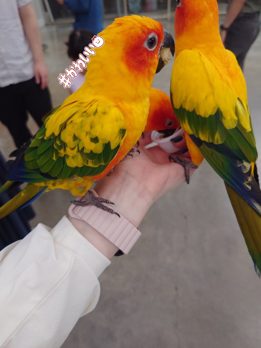 sinceswitch's tweet photo. 掛川花鳥園🦜
3時間位滞在したけど時間が足りんかった
鳥と触れ合う事ないからあんなに近くで見るのも触るのも初めて🦜 https://t.co/xW6sG1gZ39