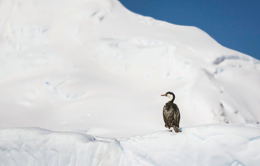 joancarroll's tweet photo. Lonely Cormorant on an Iceberg! https://t.co/iuUllP0PZU #cormorant #shag #antarctic #southshetland #iceberg #bird #birds #birdphotography #birdwatching #wildlife #wildlifephotography #snow #snowy #solitary #nature #cold #buyart #wallart #artforsale #artstore #travel #travelphotography #wallartforsale #giftideas @joancarroll