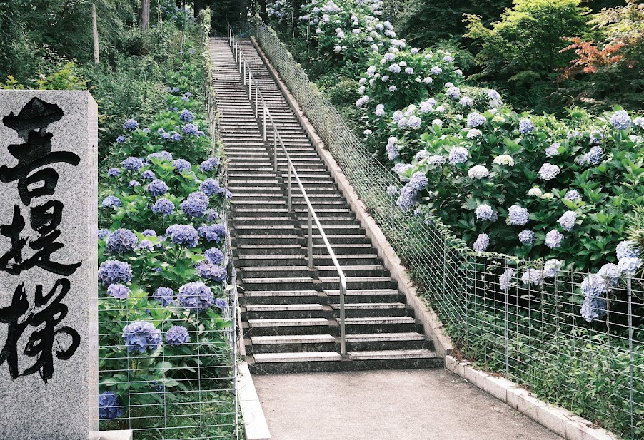HANA_akesato's tweet photo. 太平洋を望む高原に咲き誇る、一面の紫陽花
麻綿原天拝園／夷隅郡大多喜町 https://t.co/DZEH9BHSRb