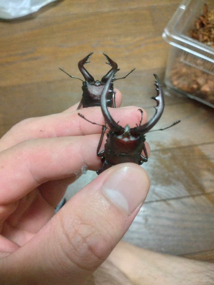 narivis's tweet photo. 今年初クワはノコ。立派な水牛２匹捕獲。 https://t.co/7jqgigzWvO