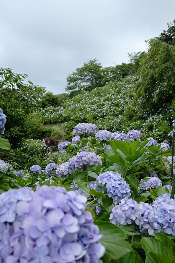 HANA_akesato's tweet photo. 太平洋を望む高原に咲き誇る、一面の紫陽花
麻綿原天拝園／夷隅郡大多喜町 https://t.co/DZEH9BHSRb