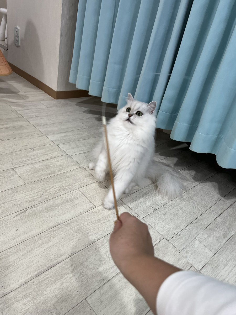 507___error's tweet photo. 可愛いゆゆこ໒꒱

#猫カフェラグドール #猫カフェラグドールとうふ #関西猫カフェめぐり https://t.co/WvGcBkfhpr