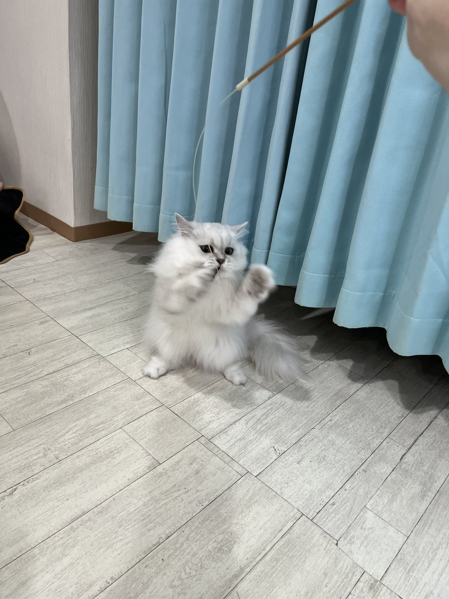 507___error's tweet photo. 可愛いゆゆこ໒꒱

#猫カフェラグドール #猫カフェラグドールとうふ #関西猫カフェめぐり https://t.co/WvGcBkfhpr