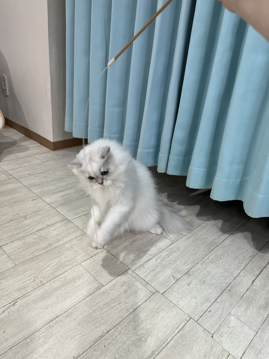 507___error's tweet photo. 可愛いゆゆこ໒꒱

#猫カフェラグドール #猫カフェラグドールとうふ #関西猫カフェめぐり https://t.co/WvGcBkfhpr