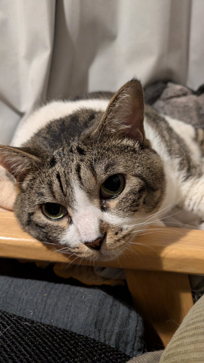 Kei_VOCALs's tweet photo. 1枚目の画像のニャンコを擬人化して頂いた🐱2枚目はGeminiパイセン、3枚目の猫耳お兄さんはchatGPTパイセン作😂
#AIアート https://t.co/vRv0mzo3TU