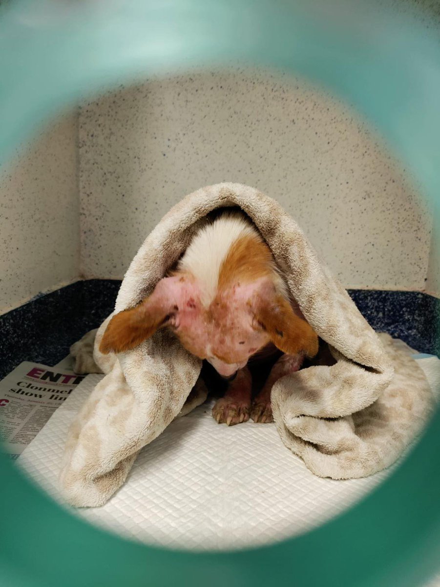 Matthewtratt's tweet photo. @elonmusk There really are no words..Thank you so much to Martin, for spotting them in the woods, and Garda Byrne from Clonmel, for assistance. These poor babies are now in our care and will NEVER feel fear or pain again. Donate 👇 
 PayPal email: pawscatsrescue735@gmail.com https://t.co/2sGnqawBTz