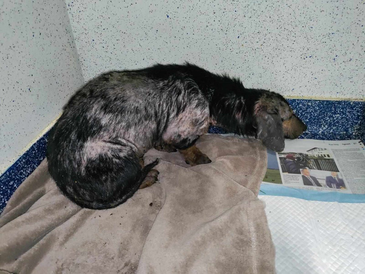 Matthewtratt's tweet photo. @DogDeskAction There really are no words..Thank you so much to Martin, for spotting them in the woods, and Garda Byrne from Clonmel, for assistance. These poor babies are now in our care and will NEVER feel fear or pain again. Donate 👇 
 PayPal email: pawscatsrescue735@gmail.com https://t.co/YwFp2Ilezl