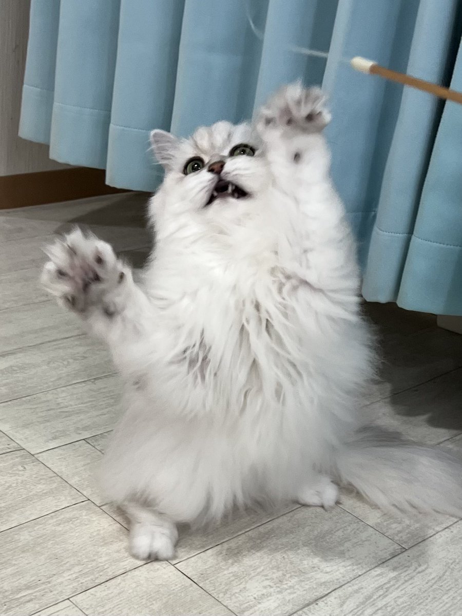 507___error's tweet photo. ぼくはしろくまゆゆこ🐻‍❄️

#猫カフェラグドール #猫カフェラグドールとうふ #関西猫カフェめぐり https://t.co/8z5AMX6zFJ