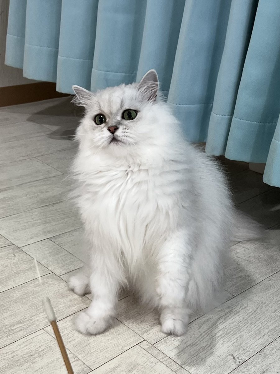 507___error's tweet photo. ぼくはしろくまゆゆこ🐻‍❄️

#猫カフェラグドール #猫カフェラグドールとうふ #関西猫カフェめぐり https://t.co/8z5AMX6zFJ