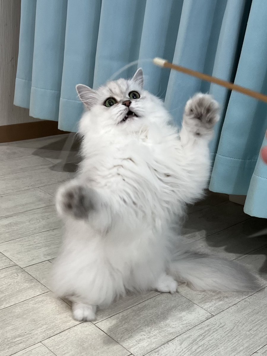 507___error's tweet photo. ぼくはしろくまゆゆこ🐻‍❄️

#猫カフェラグドール #猫カフェラグドールとうふ #関西猫カフェめぐり https://t.co/8z5AMX6zFJ