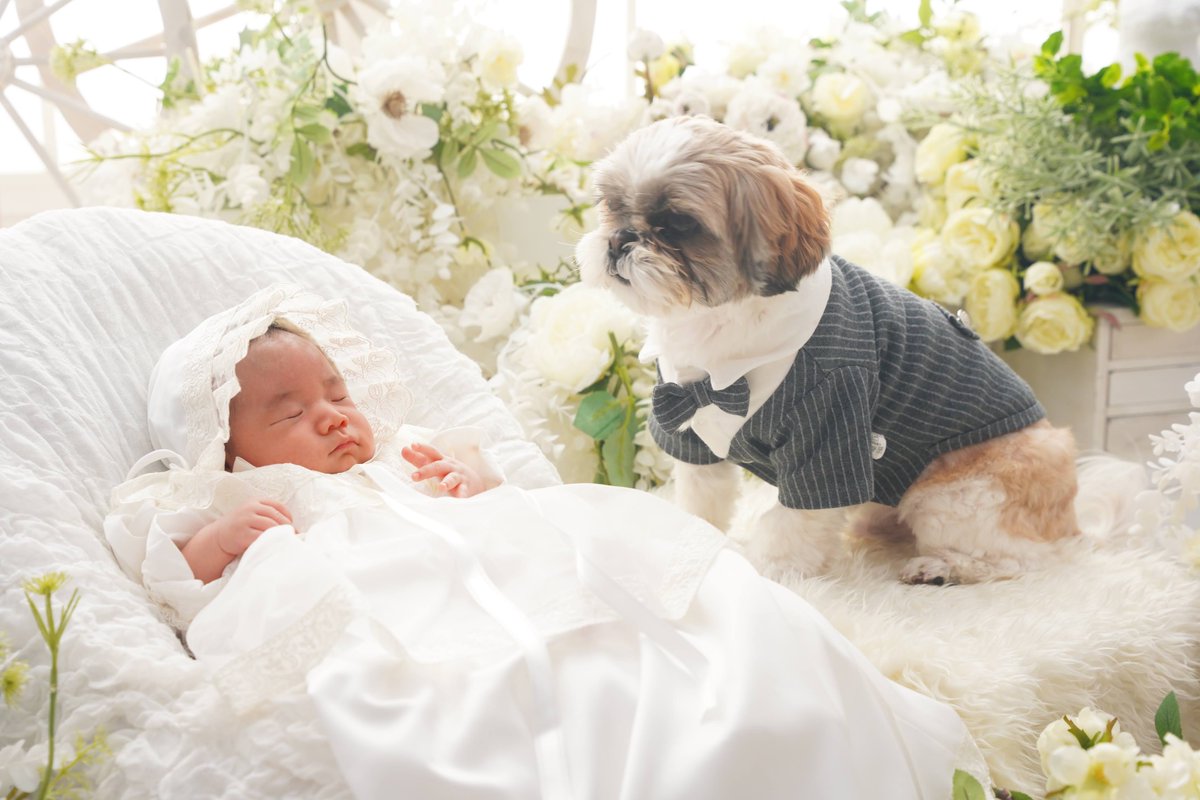 studiococoa's tweet photo. 🌸お宮参り撮影ご予約受付中👶✨

👘祝着無料レンタル
👗ベビードレス無料レンタル
🐶ペットと一緒に撮影OK！

「ペット可 フォトスタジオ」
「ペットと撮れる写真館」
をお探しの方にもおすすめ🐾
ご家族みんなの大切な思い出を残します📸✨
https://t.co/nFTjfPowM8

#お宮参り撮影 https://t.co/COUAGFvrhg