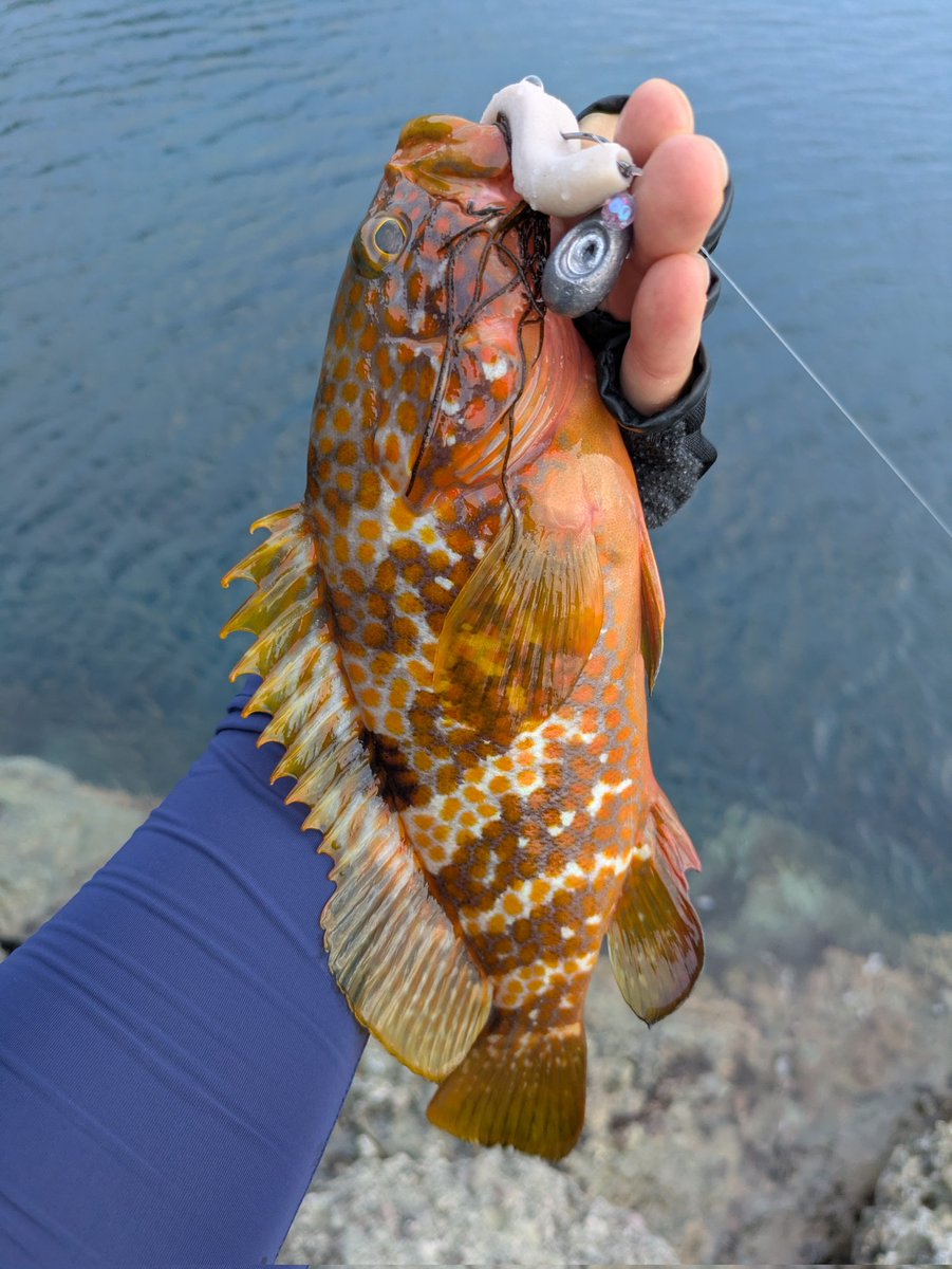 gamuppe's tweet photo. 弾丸夕マヅメキジハタ磯ロック釣行
大きめのワームでサイズアップを図るもかわいいのが2本でした https://t.co/nOERax46lu