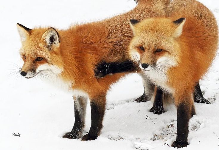 TheFoxLife's tweet photo. https://t.co/a4DxJeREMW
