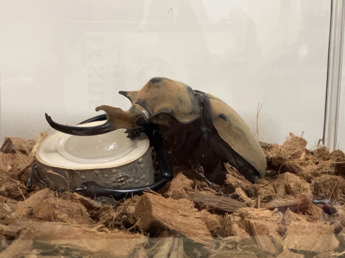 blue_kedama03's tweet photo. #いきもの大図鑑

昨日に引き続き、いきもの大図鑑のエレファスゾウカブトを飼育スペースをイメージした空間に入れてそれっぽく。

ゼリーも空カップの中に樹脂粘土詰め込んで作ってみました。 https://t.co/h0nrZEh45L