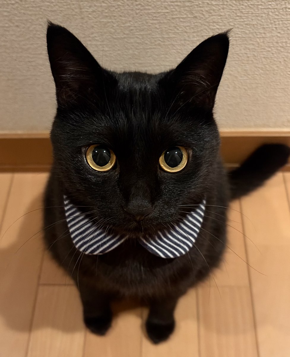 黒猫