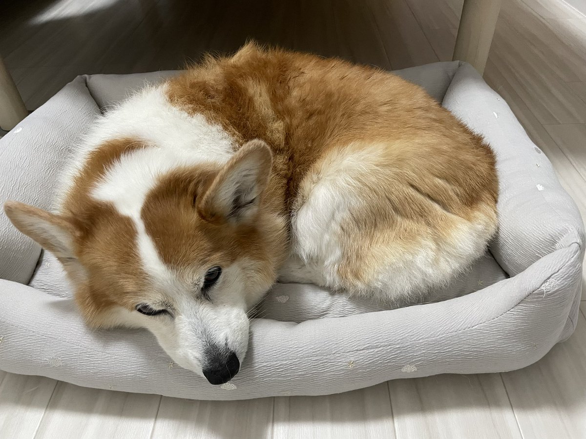 pejesapo's tweet photo. 今日は久しぶりにシャンプーしてきれいになったこいぬちゃん。ベッドも新しくなりました。接触冷感じゃないのを探していたの。あってよかった。
あったかいベッドもまだ置いてあるから、好きなところで寝てね。 https://t.co/auZUslVWfj
