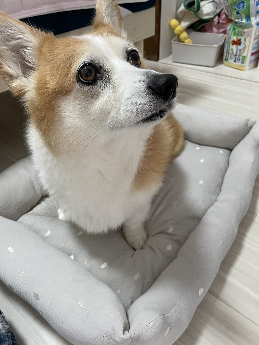 pejesapo's tweet photo. 今日は久しぶりにシャンプーしてきれいになったこいぬちゃん。ベッドも新しくなりました。接触冷感じゃないのを探していたの。あってよかった。
あったかいベッドもまだ置いてあるから、好きなところで寝てね。 https://t.co/auZUslVWfj