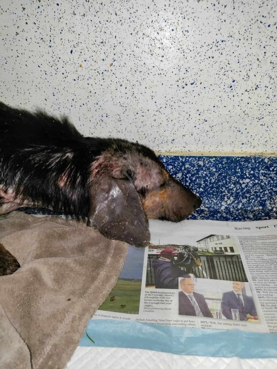 Matthewtratt's tweet photo. @belgeseIdunyasi There really are no words..Thank you so much to Martin, for spotting them in the woods, and Garda Byrne from Clonmel, for assistance. These poor babies are now in our care and will NEVER feel fear or pain again. Donate 👇 
 PayPal email: pawscatsrescue735@gmail.com https://t.co/8O4nedvOny
