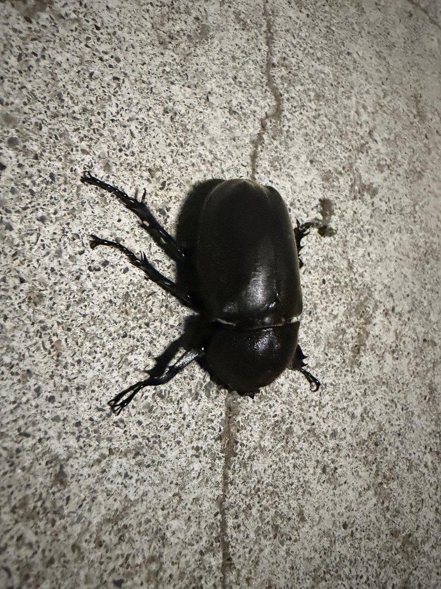 hogehoge092's tweet photo. 最近引っ越しマンション、色々な虫が飛んでくるので良い。 https://t.co/UWjKPO09U1