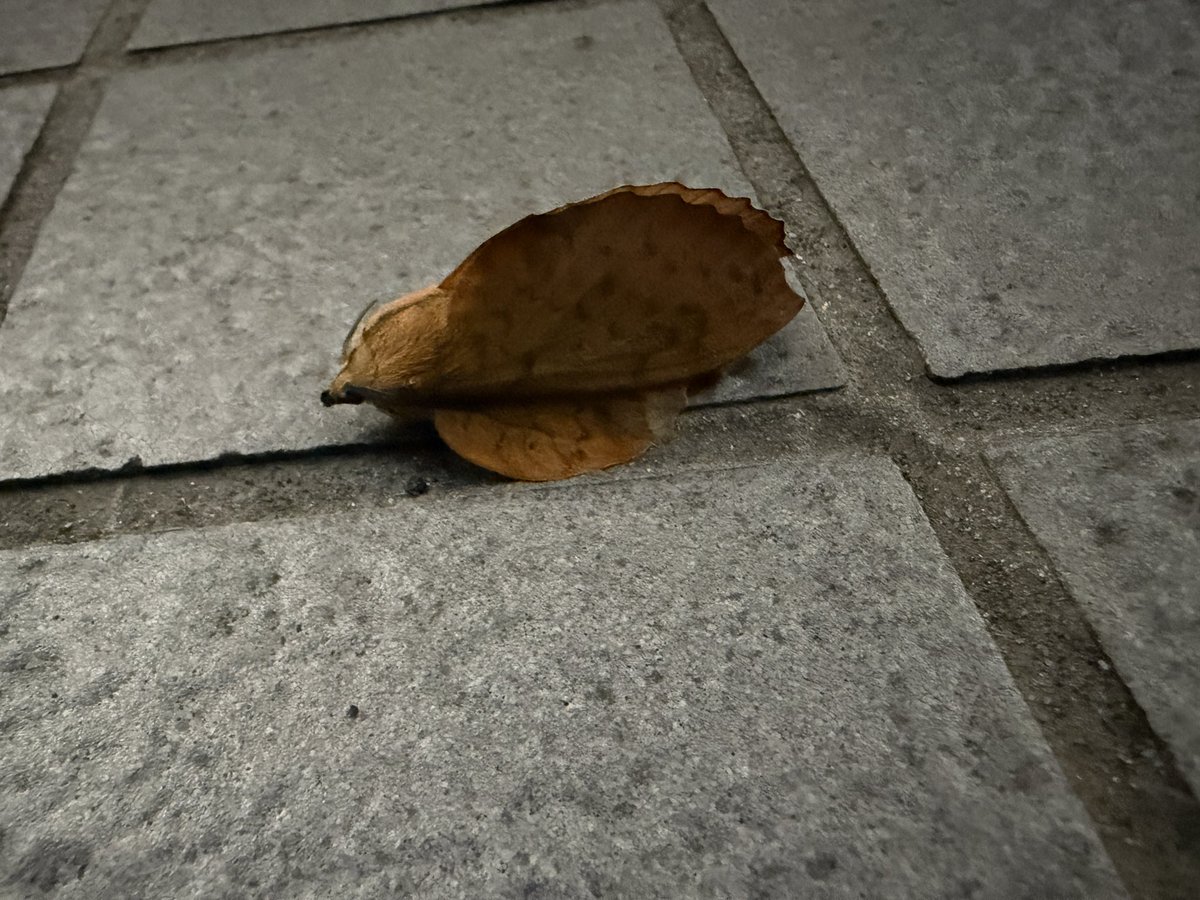 hogehoge092's tweet photo. 最近引っ越しマンション、色々な虫が飛んでくるので良い。 https://t.co/UWjKPO09U1