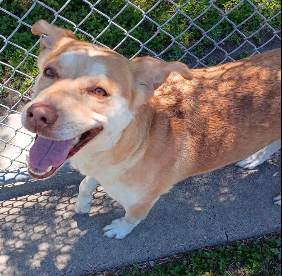 SamfromSpain's tweet photo. CONNIE #A387241 has a smile so bright, it makes you want to scoop her up &amp; take her 🏠!
Spayed 5yo Lab mix
HW+(curable)
Gentle girl who loves walks &amp; is good on leash
And adores giving kisses!
Great traits resulting in a perfect pet!
Plz #ADOPT
If not possible, PLEDGE 4 #RESCUE https://t.co/ii2fDm56Ha