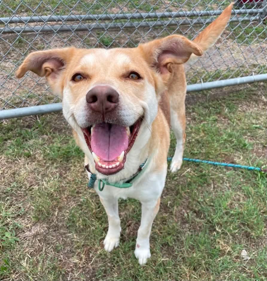 SamfromSpain's tweet photo. CONNIE #A387241 has a smile so bright, it makes you want to scoop her up &amp; take her 🏠!
Spayed 5yo Lab mix
HW+(curable)
Gentle girl who loves walks &amp; is good on leash
And adores giving kisses!
Great traits resulting in a perfect pet!
Plz #ADOPT
If not possible, PLEDGE 4 #RESCUE https://t.co/ii2fDm56Ha