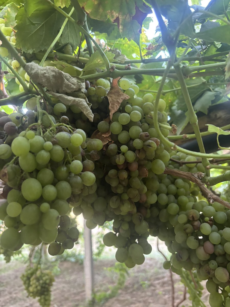Ali M Al huraid tweet media