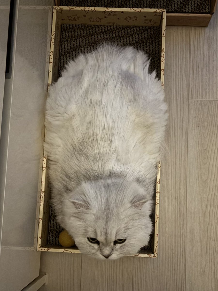 seollinseollok's tweet photo. 고양이 푸짐해요 https://t.co/LV4vSK25n3