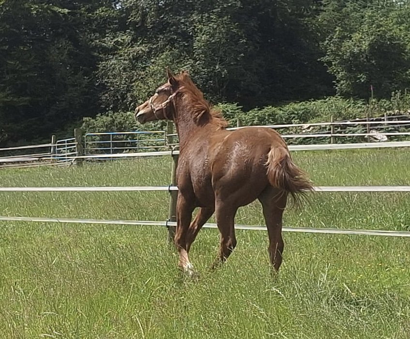 ferdlantstud's tweet photo. Our yearling colt by Castlestar o/o Swiss Valley (Teofilo) enjoying his new paddock before starting his sales prep in the near future.
@Capital_Stud 
His dam has a Supremacy colt at foot which will be entered in a foal sale.
@YeomanstownStud @MarchHareStud https://t.co/e2OvOKLqBP