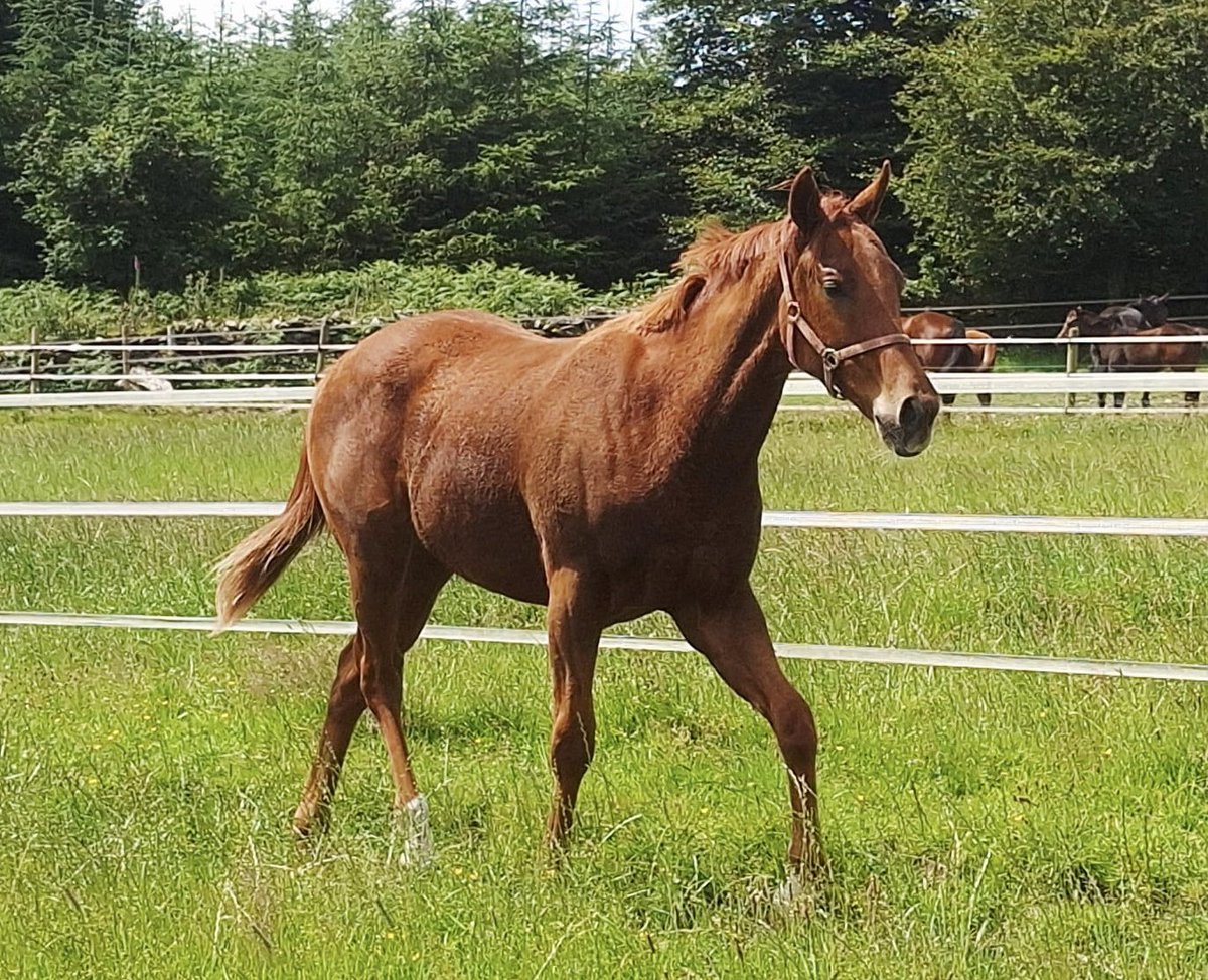 ferdlantstud's tweet photo. Our yearling colt by Castlestar o/o Swiss Valley (Teofilo) enjoying his new paddock before starting his sales prep in the near future.
@Capital_Stud 
His dam has a Supremacy colt at foot which will be entered in a foal sale.
@YeomanstownStud @MarchHareStud https://t.co/e2OvOKLqBP