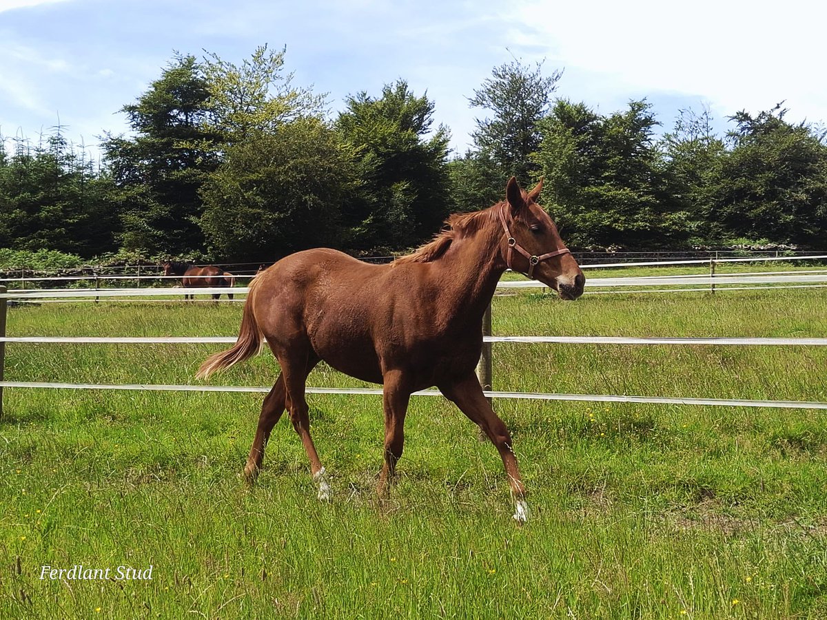 ferdlantstud's tweet photo. Our yearling colt by Castlestar o/o Swiss Valley (Teofilo) enjoying his new paddock before starting his sales prep in the near future.
@Capital_Stud 
His dam has a Supremacy colt at foot which will be entered in a foal sale.
@YeomanstownStud @MarchHareStud https://t.co/e2OvOKLqBP