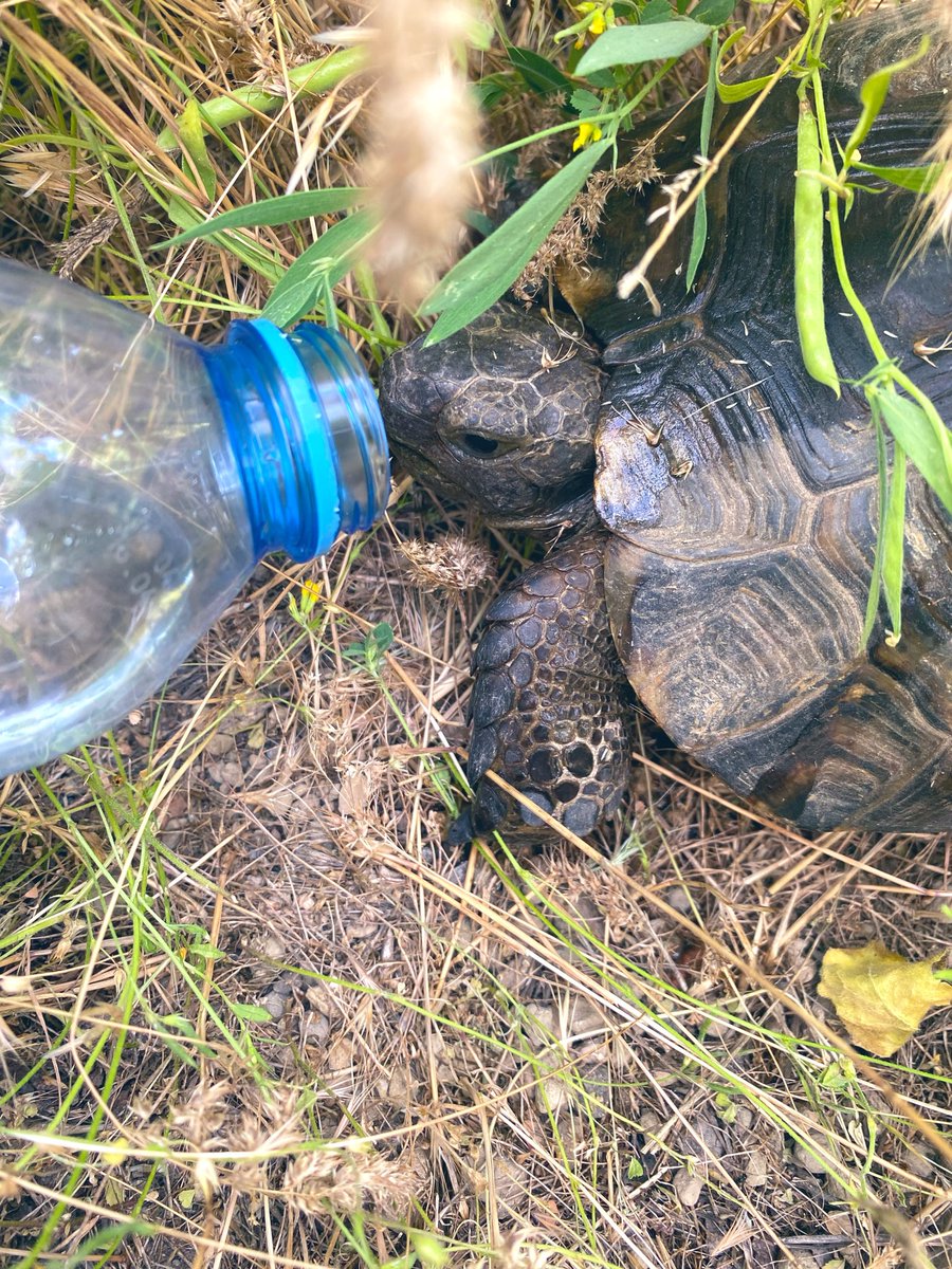 semmm____'s tweet photo. Günden geriye kalan biraz hindiba, biraz gelincik ve bir susamış tosbik😊 https://t.co/wyv7HaqCGU