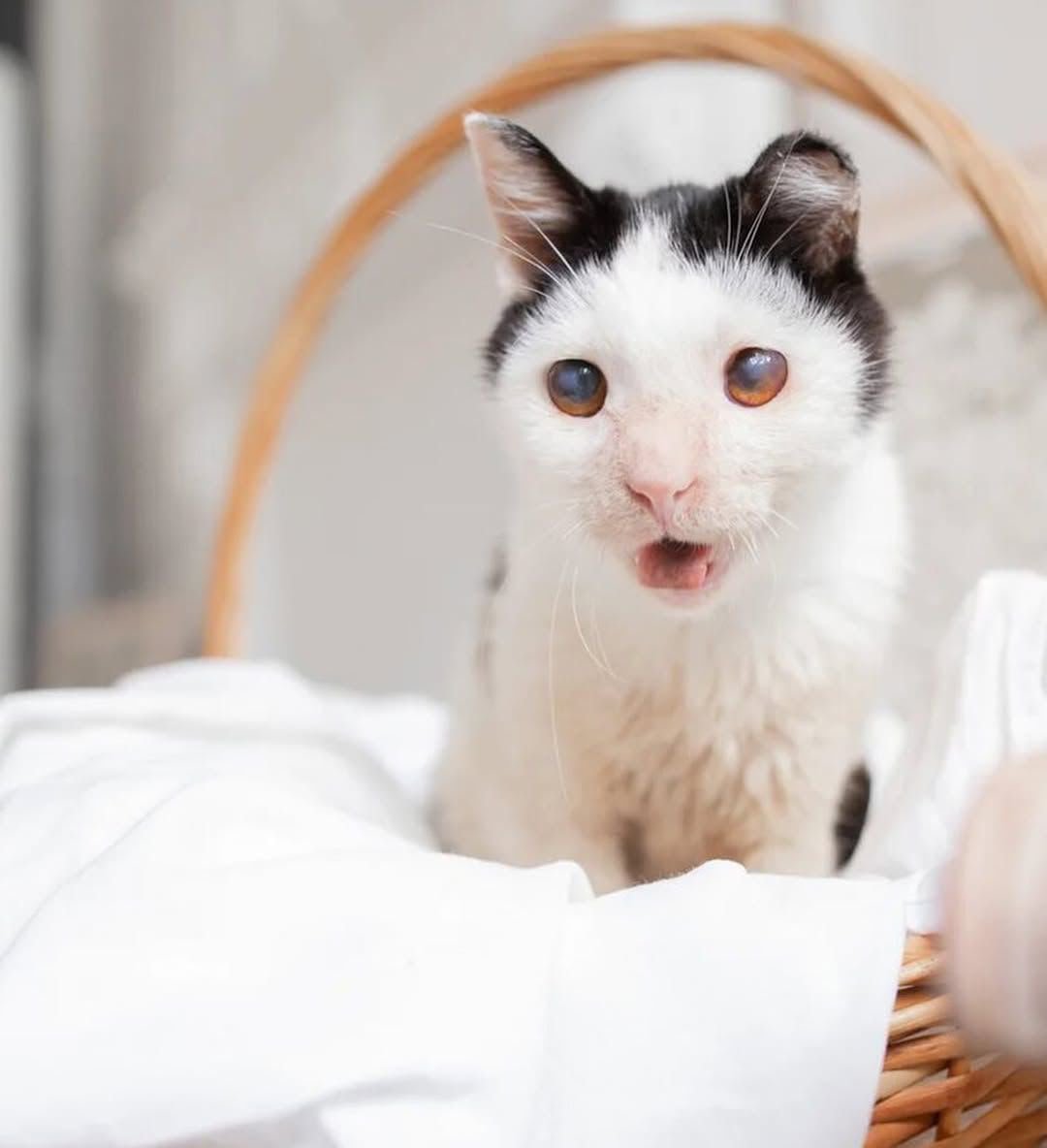 happy_paw_'s tweet photo. UPDATES ON BELOVED PLUTO.
Today we have organized a simple farewell party to our beloved cat Pluto. He will fly on 10th this month to his new loving home where he was adopted in USA. Pluto has been a fighter and he has passed through alot to make it to the finish https://t.co/siUWMjzl7C