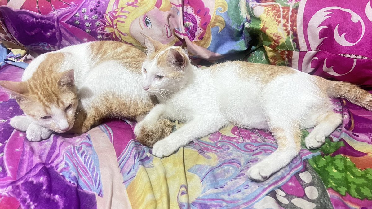 olllasayang's tweet photo. teman bobokkkkk https://t.co/P6bJoylfNZ