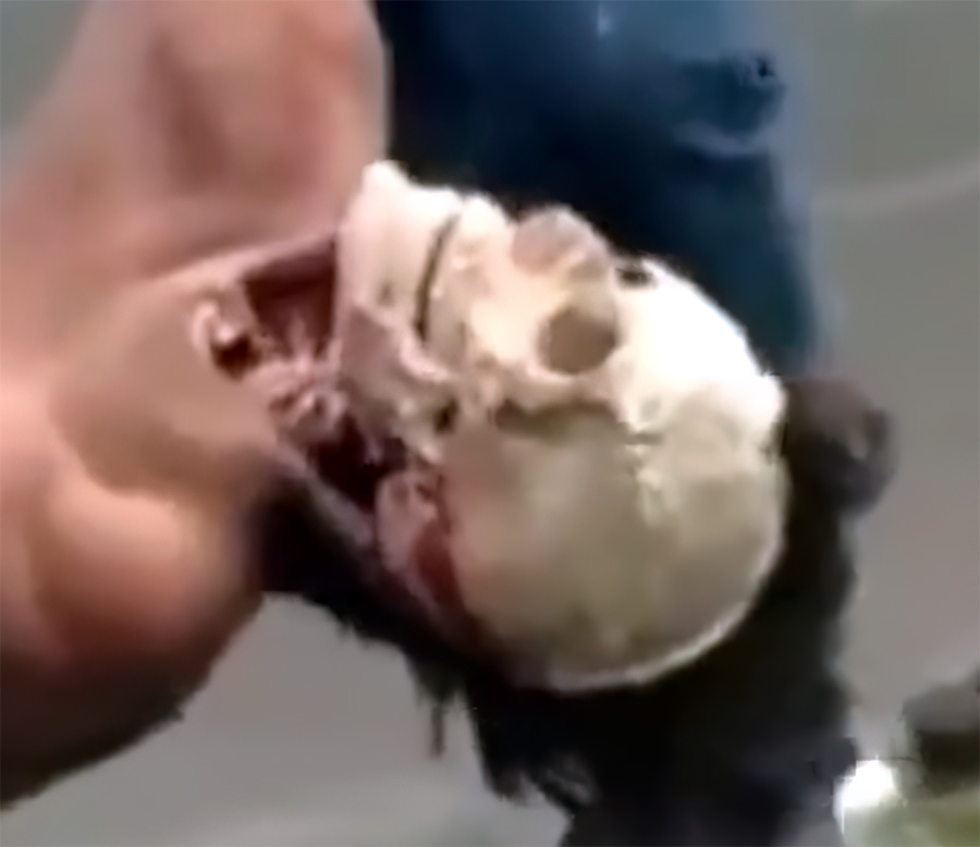 Neilzabub's tweet photo. In my deep searches Youtube, downloading tools to refine my searches, finding the most wild videos, I have come across something incredible. 
This young black individual supposedly was caught stealing & seemingly quickly pulls down his human face, and reveals a reptilian devilish monster face.
This freaks out the security guards so much they quickly recoil in terror .
Many will try to argue that the young man simply covers his face in poop, rather than him being a Reptilian pulling his human flesh mask off....
He seems to be wearing what the Peruvian "Face peelers" have been harvesting  faces of the civilians there. 

#reptilian #facepeelers