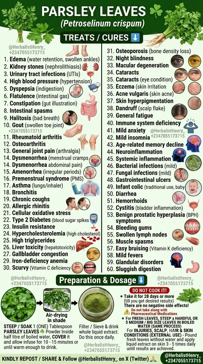 HerbalistHenry_'s tweet photo. PARSLEY LEAVES ☘️ ( Petroselinum crispum ) 

TREATS / CURES  ⬇️

 1. Edema (water retention)
 2. Kidney stones (nephrolithiasis)
 3. Urinary tract infections (UTIs)
 4. High blood pressure (hypertension)
 5. Dyspepsia (indigestion)
 6. Flatulence (intestinal gas)
 7. Constipation
 8. Intestinal spasms
 9. Halitosis (bad breath)
 10. Gout
 11. Rheumatoid arthritis
 12. Osteoarthritis
 13. General joint pain (arthralgia)
 14. Dysmenorrhea (menstrual cramps)
 15. Amenorrhea (irregular periods)
 16. Premenstrual syndrome (PMS)
 17. Asthma
 18. Bronchitis
 19. Chronic coughs
 20. Allergic rhinitis
 21. Cellular oxidative stress
 22. Type 2 Diabetes (blood sugar spikes)
 23. Insulin resistance
 24. Hypercholesterolemia (high cholesterol)
 25. High triglycerides
 26. Liver toxicity (hepatotoxicity)
 27. Gallbladder congestion
 28. Mild jaundice
 29. Iron-deficiency anemia (enhances absorption)
 30. Scurvy (Vitamin C deficiency)
 31. Osteoporosis (bone density loss)
 32. Night blindness
 33. Macular degeneration
 34. Cataracts
 35. Eczema
 36. Acne vulgaris
 37. Skin hyperpigmentation
 38. Dandruff
 39. General fatigue
 40. Immune system deficiency
 41. Mild anxiety
 42. Mild insomnia
 43. Age-related memory decline
 44. Neuroinflammation
 45. Systemic inflammation
 46. Bacterial infections (mild)
 47. Fungal infections (mild)
 48. Gastrointestinal ulcers
 49. Infant colic (traditional use)
 50. Diarrhea
 51. Hemorrhoids
 52. Cystitis (bladder inflammation)
 53. Benign prostatic hyperplasia (BPH) symptoms
 54. Bleeding gums
 55. Swollen lymph nodes
 56. Muscle spasms
 57. Easy bruising (Vitamin K deficiency)
 58. Mild fevers
 59. Glandular disorders
 60. Sluggish digestion

Preparation & Dosage ⬇️ 
Get   PARSLEY LEAVES ☘️    in  Bulk, air-dry in a shade away from direct sunlight and blend bulk to POWDER when 100% dehydrated (Takes a week or Less)

After that, STEEP / SOAK  1  (ONE)  Tablespoon of  PARSLEY LEAVES ☘️   Powder Inside half litre of boiled water, COVER  it and allow infuse for  10 - 15  minutes or until warm enough to drink. 
DO NOT COOK IT!
Filter / Sieve & drink whole liquid extract.
Do this once daily. 

Take it for  28 days or more  (till you get desired results) 
There are no negative side effects! 

⚠️ Do not take along with Pharmaceutical Medications 

For FRESH LEAVES, STEEP a HANDFUL OR  5 MEDIUM / BIG SIZE LEAVES IN BOILED WATER (SAME PROCESS) 

For INJURIES, SCALP, HAIR & SKIN CONDITIONS (EXTERNAL USE) -  Pound fresh leaves without water and apply liquid extract on skin 3 - 5  times daily  until results are achieved. 

KINDLY  REPOST / SHARE  &  Follow @HerbalistHenry_  on  X (Twitter)  🙏