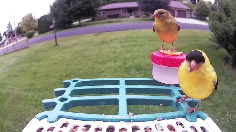 softcampwood's tweet photo. @hoosiercommish The next step is a camera bird feeder. https://t.co/2SwT7HpscW