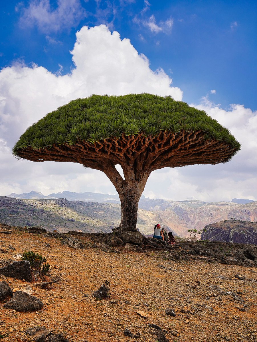 AMAZlNGNATURE's tweet photo. This tree is called the Dragon Blood Tree because it produces blood-red sap

Native to Yemen's Socotra archipelago, it is known for its unusual umbrella-shaped canopy and crimson resin. The rare species is now listed as endangered due to climate change and habitat loss https://t.co/SRQ5YO0Tes
