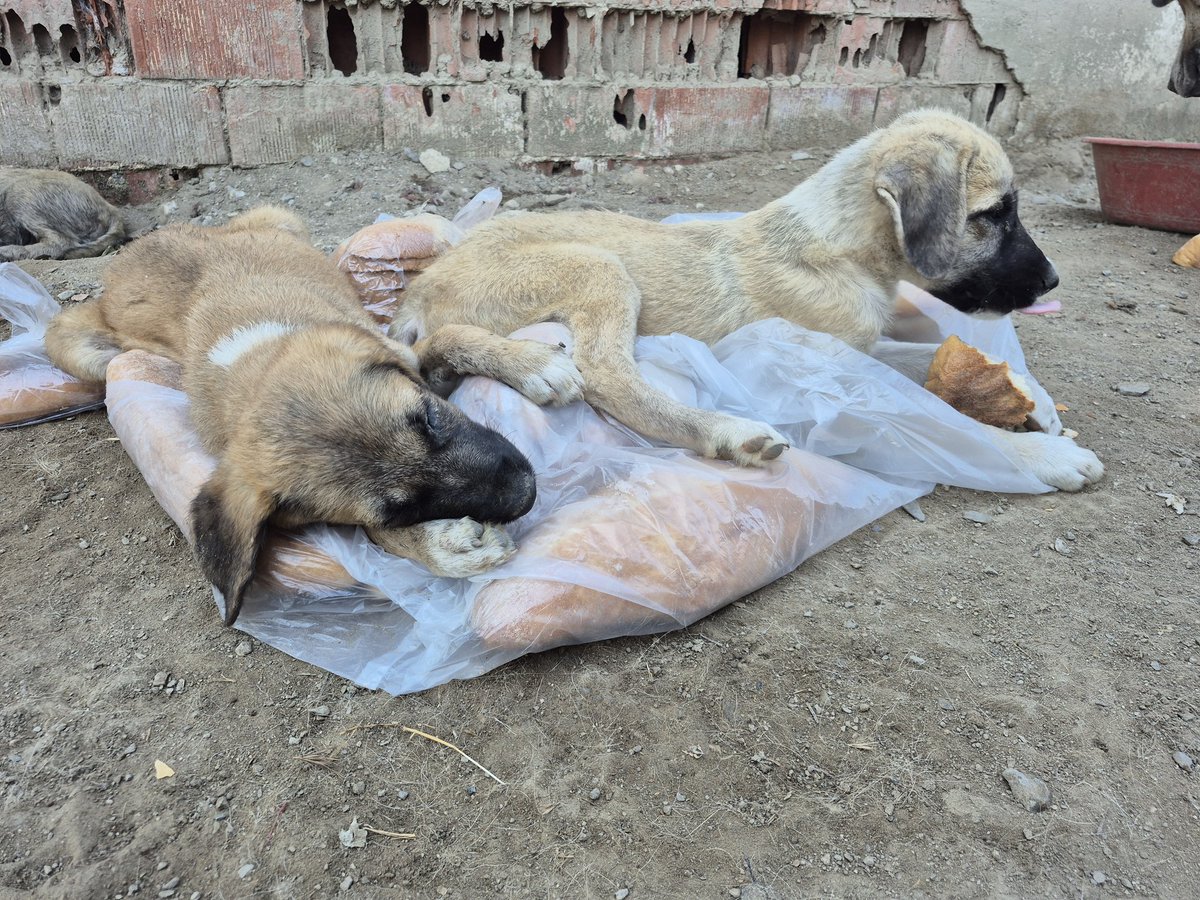 efelercanlari's tweet photo. Yoruldum...
Çok yoruldum...
Öź'üm çok yoruldum..
Barınak Arabalarının kovalamasindan,
Bogazima takılan halkalardan...
Diri diri gömülmekten...
Yediğim bir lokmanin,
 aldığım bir nefesin çok görülmesinden yoruldum...
Yavrumun gözümün önünde öldürülmesinden...
 Öz'lemekten yoruldum https://t.co/2Uq6O0gSBB