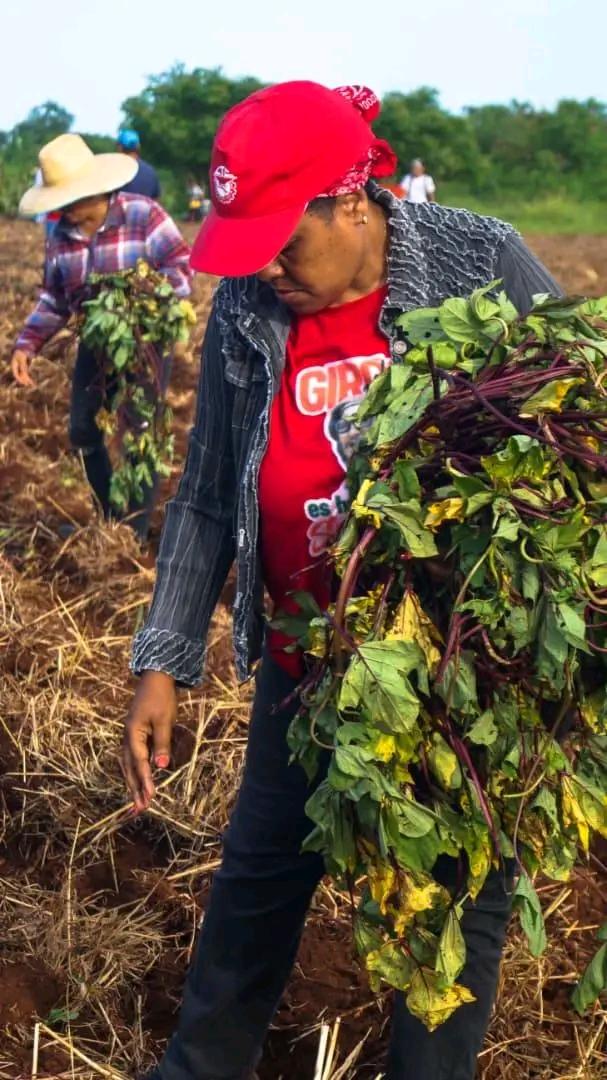 BarceloOrt92635's tweet photo. Hoy junto a manzanilleros en un trabajo productivo  cerca de uno de los lugares más emblemáticos de la historia de #Cuba La Demajagua.
Aquí comenzó la lucha y aquí sigue pero es diferente y necesaria,la de producir alimentos para lograr la  soberanía alimentaria
#ProvinciaGranma https://t.co/5v9v94NNag