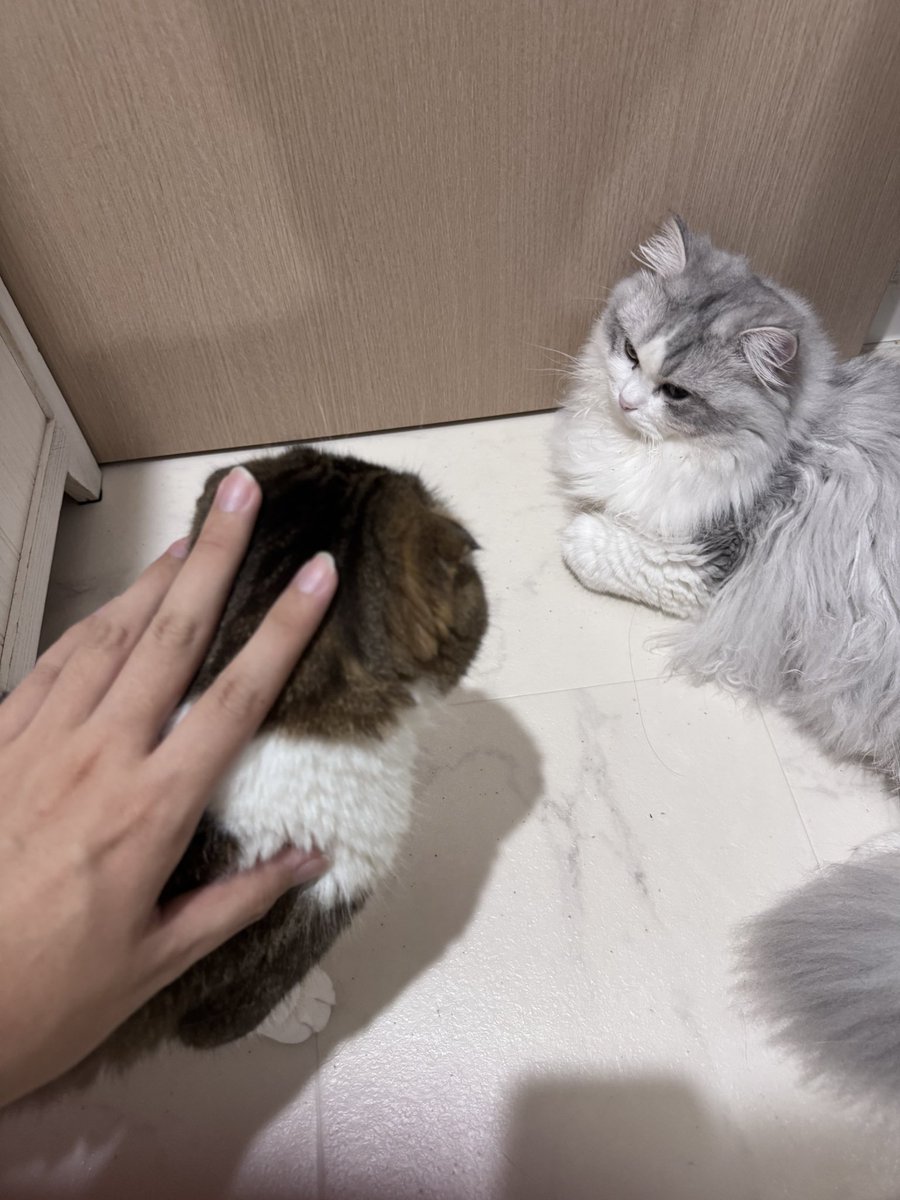 nekooji1103's tweet photo. やることやって風呂上がりに猫たちといちゃついてたらこの時間よ🐈💕
時間溶ける🫠

寝ます💤 https://t.co/DLhz5tstf5