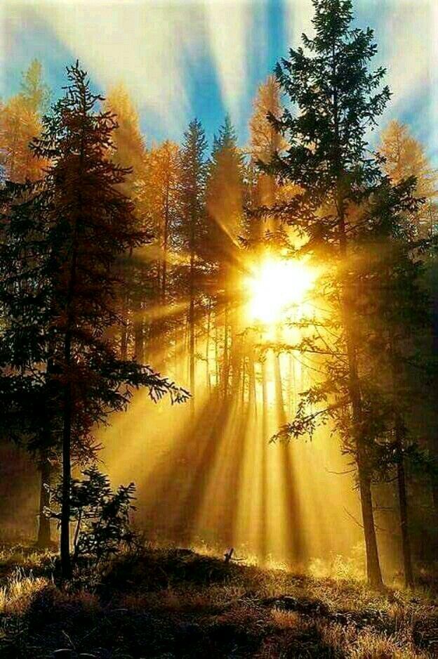alshamarry4's tweet photo. @Wafa91175912 مساء النور https://t.co/IukDc8x37s
