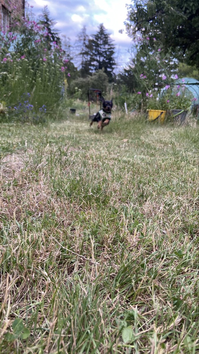 zabunia's tweet photo. Hey, I just wanted to let you know that we had a great time yesterday visiting our friends on their lot. We had a lot of fun, and it was just what we needed #dogs #digsofx #happyday https://t.co/buKPeRIfJQ