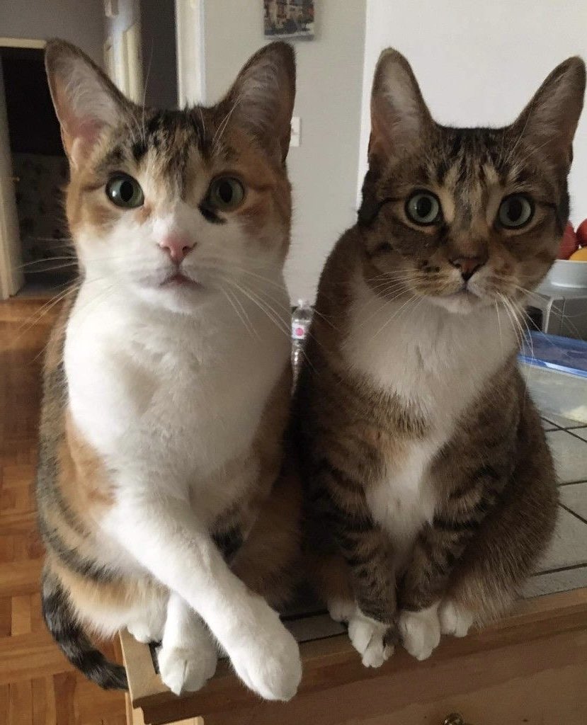 catsforel 🐈 🍲 tweet media