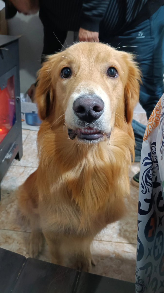 caleenavarro's tweet photo. la baba + la cara de boludo 🥺 https://t.co/q8K6YBlt64