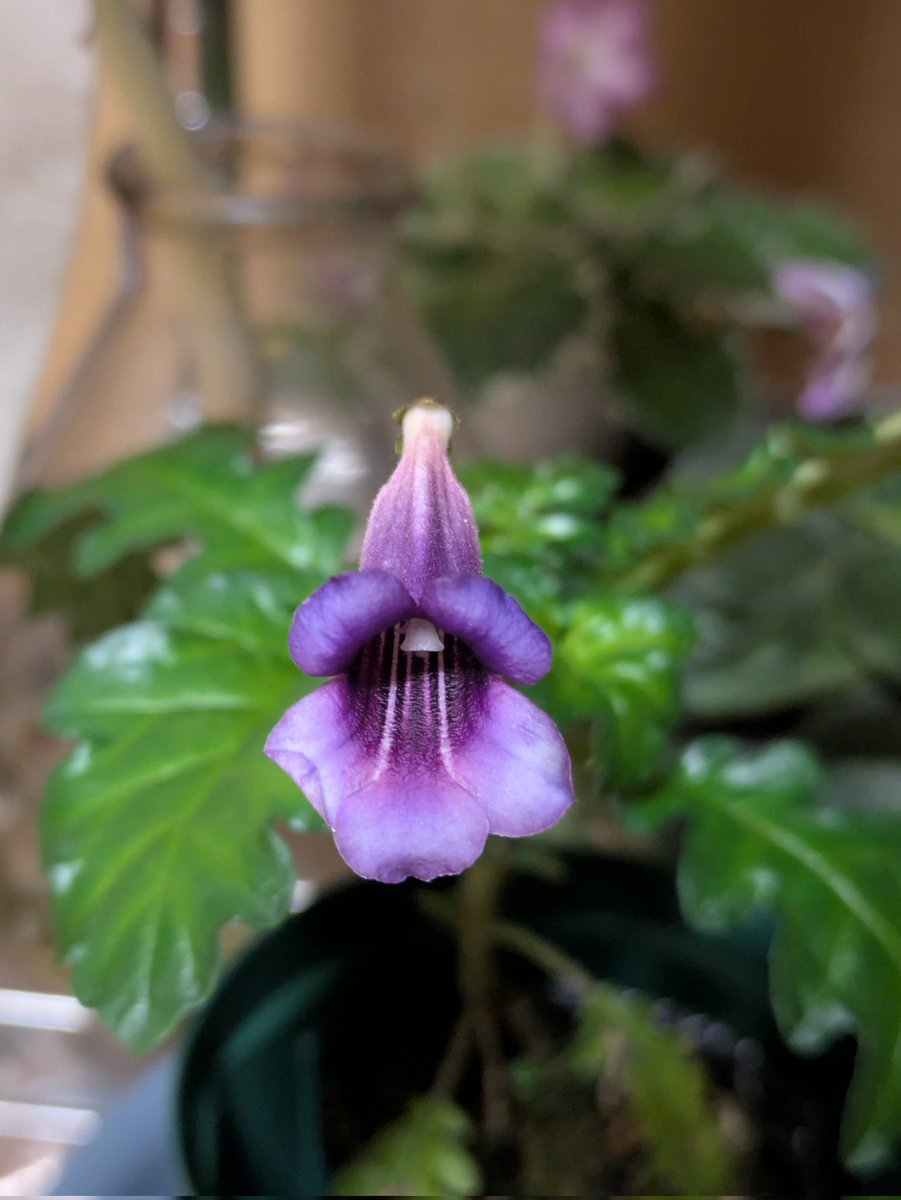 orchid_rabbit's tweet photo. Ridleyandra開花しました！
一般的な個体を見たことがないのですが、確かに濃色で大きめの花のようにも思えます。イワタバコ科はセントポーリアも含めてパフィオと同じ環境で育てやすいし、カラフルな花も多いのでつい集めそうになってしまいますね。 https://t.co/rJXREjW669