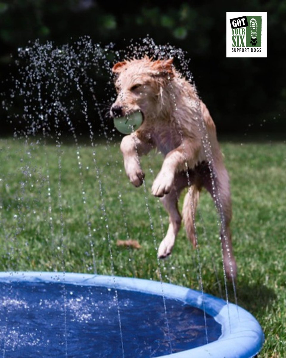 GotYour6Dogs's tweet photo. ☀️ Summer is a great time to start something new!
Why not spend it raising a future service dog and making a lasting difference? 🐶
📩 Get involved: aaron@gyssd.org

#GotYourSixSupportDogs https://t.co/25kTTU8aez