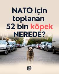 nuraytekin's tweet photo. Ve diğer illerde toplanan hayvanlar...
#ToplananKÖPEKLERnerede #HayvanHakları #AnimalRights https://t.co/VybcdLBEhg