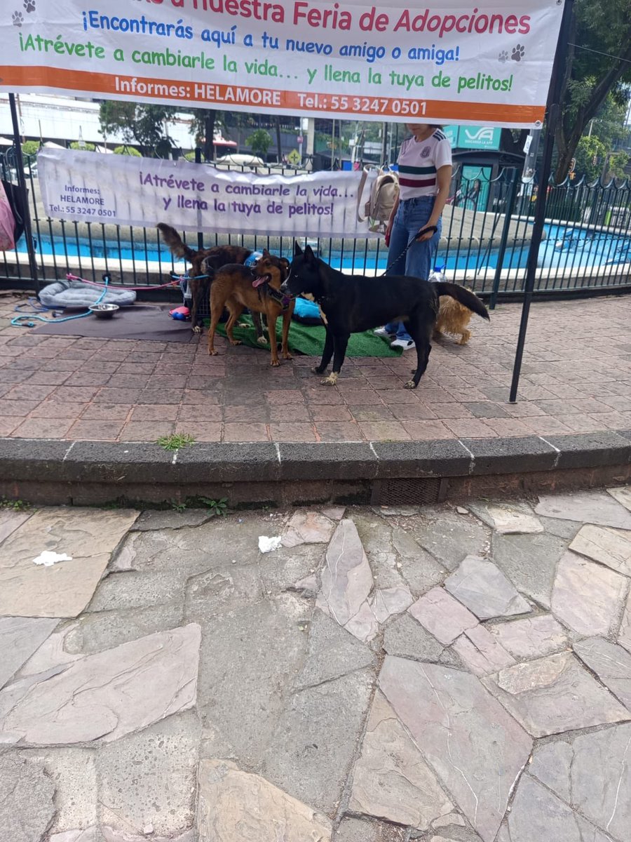 HELA_MORE's tweet photo. Amigos,ya están en el parque hundido varios de los rescatados esperándolos para que los conozcan.🥹

También es la primera vez que va Coyota,está muy emocionada de estar ahí.🩷

📍Junto a la fuente,en la esquina de la calle Porfirio Díaz e insurgentes. https://t.co/gdWXum9lI8